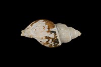 藏品(峨螺)的圖片